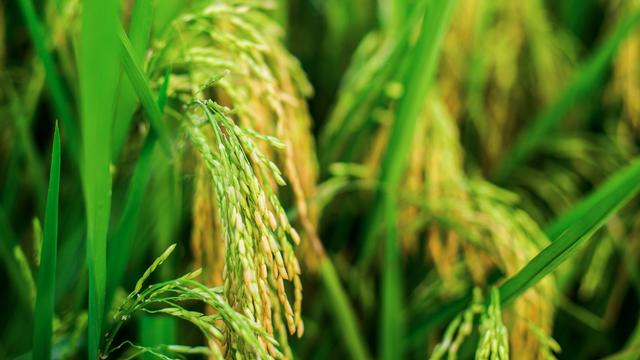 十年前東北大米供不應(yīng)求 十年后國(guó)內(nèi)卻有上億噸的稻谷等待銷售