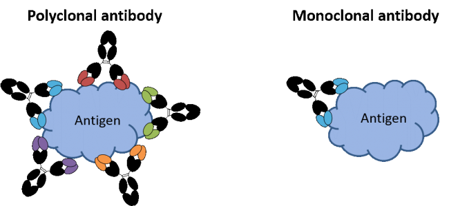 多抗較單抗的優(yōu)勢(shì)是什么？