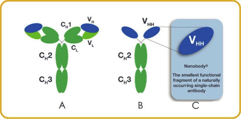 行研 | 納米抗體 – 抗體界的“百變星君”，如何突破抗體藥的激烈重圍？-肽度TIMEDOO
