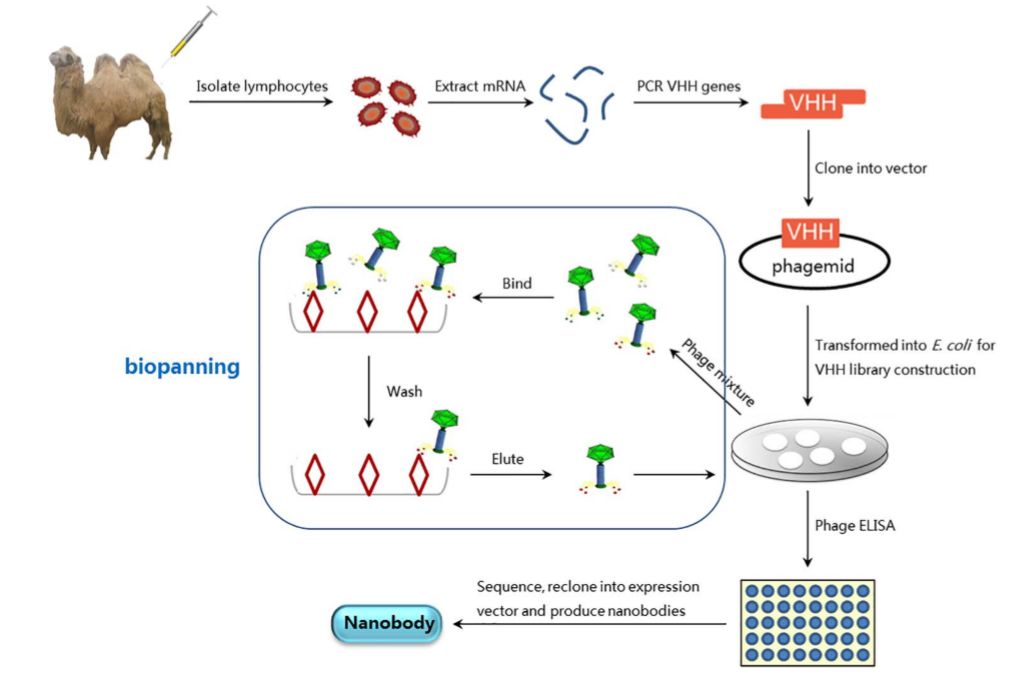 行研 | 納米抗體 – 抗體界的“百變星君”，如何突破抗體藥的激烈重圍？-肽度TIMEDOO