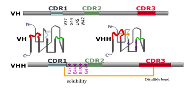 行研 | 納米抗體 – 抗體界的“百變星君”，如何突破抗體藥的激烈重圍？-肽度TIMEDOO