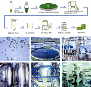 圖5.八重山的小球藻養(yǎng)殖工藝，首先進行種子液的培養(yǎng)，然后在圓池中進行放大培養(yǎng)，以碟片式離心機進行濃縮，濃縮液冷卻后（抑菌）進行短暫的加熱處理（滅菌及滅葉綠素酶酶活），進行噴霧干燥后即可進行壓片等后續(xù)加工。（破壁的工藝有幾種可選，如對濃漿進行碾磨或高壓均質(zhì)，對干粉進行氣流對撞等）