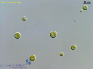 圖4.保藏于CCAP的小球藻（編號211/11B），為Beijerinck所分離的普通小球藻典型株（另見同源株UMACC 248; SAG 211-11b; UTEX 259; IAM C-207; UTCC 111）